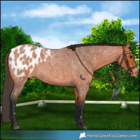 Horse Color:Bay Roan Blanket 