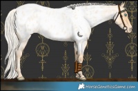 Horse Color:Silver Buckskin Roan Pearl Near Leopard Rabicano