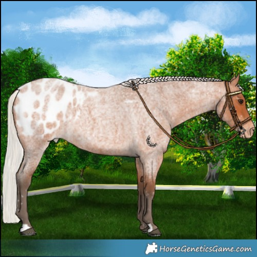 Horse Color:Silver Bay Roan Blanket Rabicano 