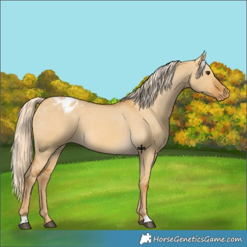 Horse Color:Palomino Dun Varnish 