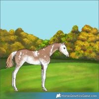 Horse Color:White Spotted Red Dun 