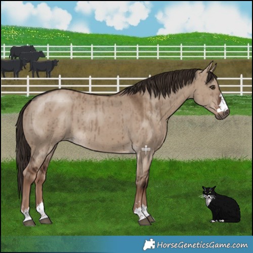 Horse Color:Liver Red Dun Brindle 