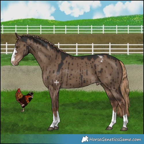 Horse Color:Liver Red Dun Appaloosa Brindle 