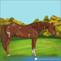 Horse Color:White Spotted Chestnut Sabino 
