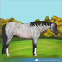 Horse Color:Brown Roan