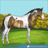 Horse Color:White Spotted Buckskin Tobiano 