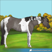Horse Color:Smoky Grullo Tobiano Rabicano