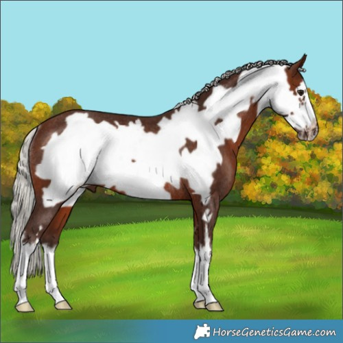 Horse Color:White Spotted Silver Brown Frame Rabicano