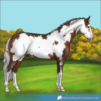 Horse Color:White Spotted Silver Brown Frame Rabicano 