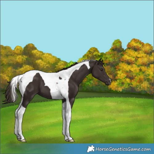 Horse Color:Liver Chestnut Tobiano 