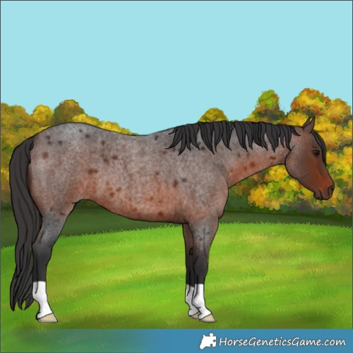 Horse Color:Brown Roan 