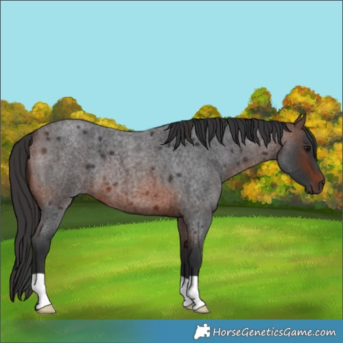 Horse Color:Brown Roan 