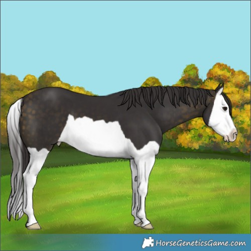 Horse Color:Buckskin Splash 