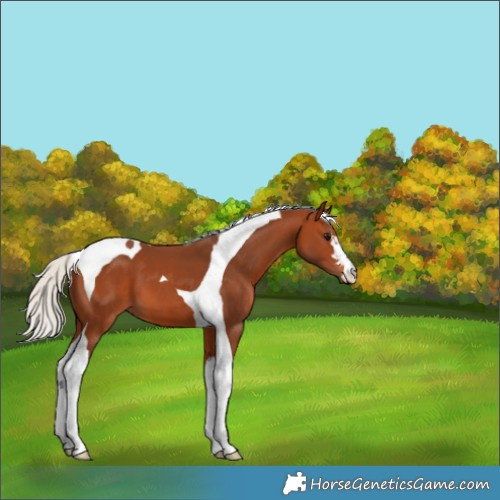 Horse Color:Silver Bay Tobiano