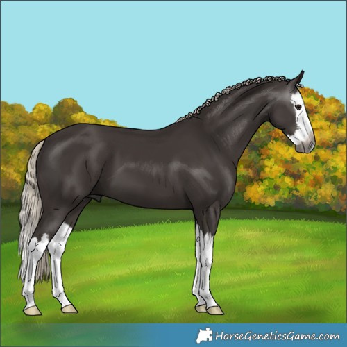 Horse Color:Gray White Spotted Silver Black Splash