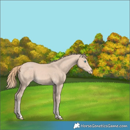 Horse Color:Perlino 