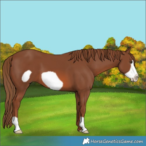 Horse Color:Chestnut Frame