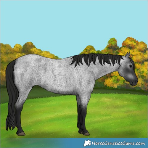 Horse Color:Gray Blue Roan