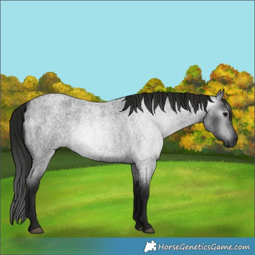 Horse Color:Gray Blue Roan 