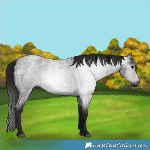 Horse Color:Gray Blue Roan