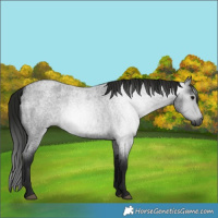 Horse Color:Gray Blue Roan