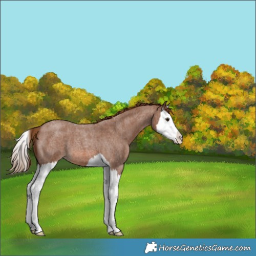 Horse Color:Red Roan Splash