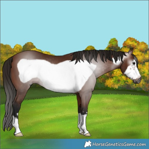Horse Color:Gray Bay Frame 