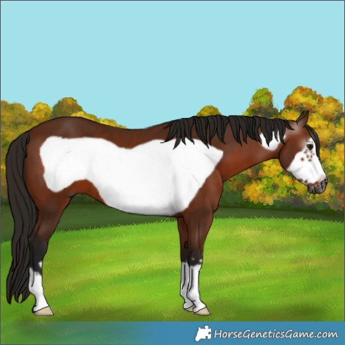 Horse Color:Gray Bay Frame 