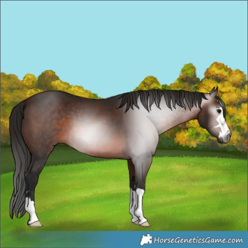 Horse Color:Gray Bay 
