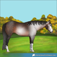 Horse Color:Gray Bay 