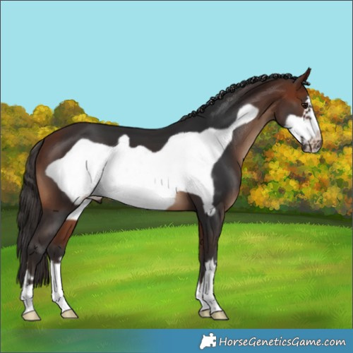 Horse Color:Bay Frame 