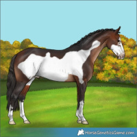 Horse Color:Bay Frame 