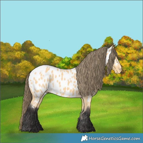 Horse Color:Buckskin Appaloosa 
