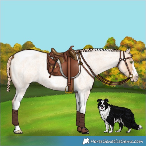 Horse Color:Gold Champagne Roan Dun Splash Tobiano Frame Varnish Rabicano 