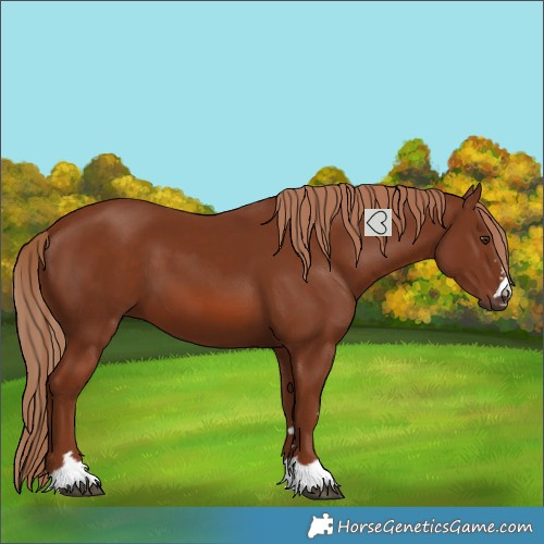 Horse Color:Chestnut 