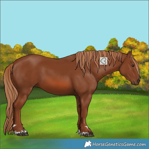Horse Color:Chestnut 