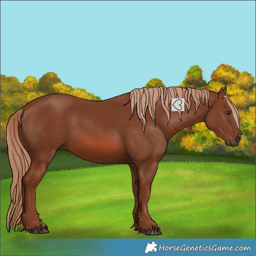 Horse Color:Chestnut 