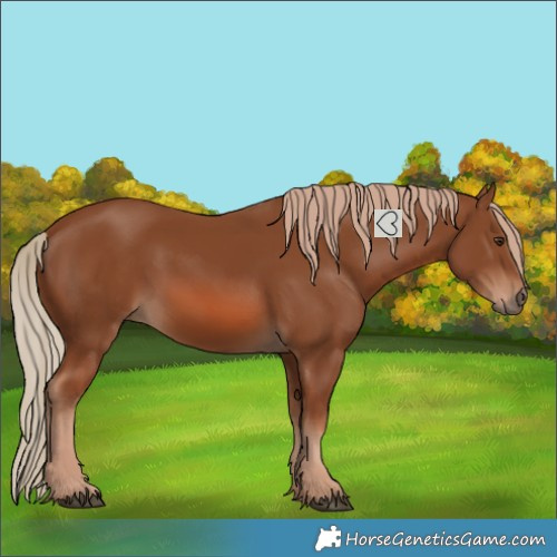 Horse Color:Chestnut 