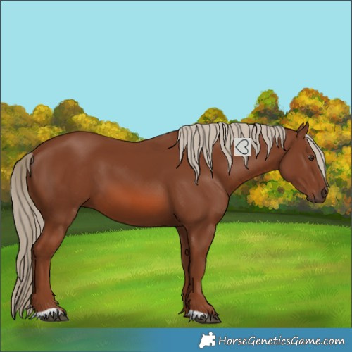 Horse Color:Chestnut 