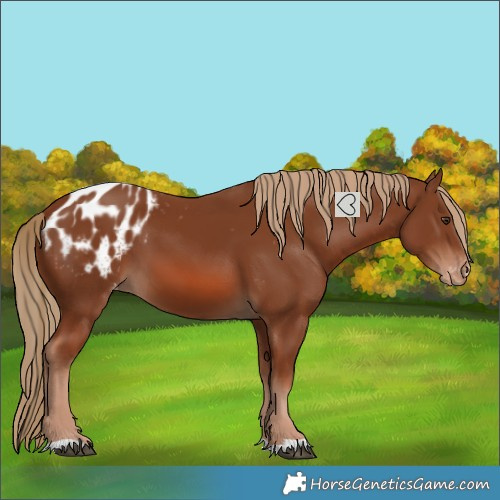 Horse Color:Chestnut Blanket 