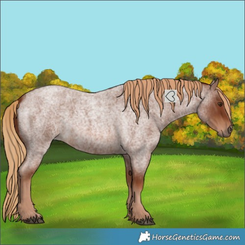 Horse Color:Red Roan 