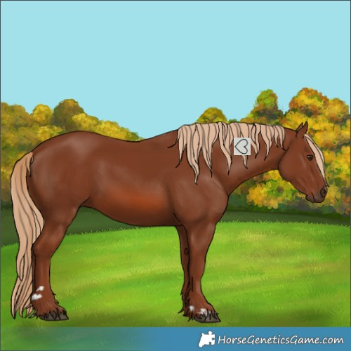 Horse Color:Chestnut 