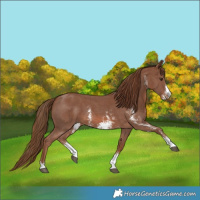 Horse Color:Chestnut Sabino 