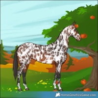 Horse Color:Bay Near Leopard  and Bay Near Leopard 