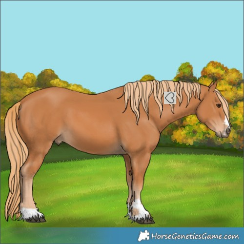 Horse Color:Chestnut 