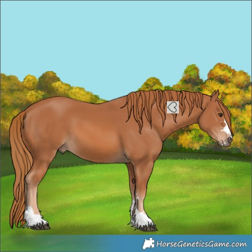 Horse Color:Chestnut 