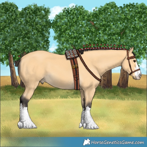 Horse Color:Buckskin 
