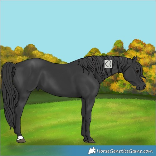 Horse Color:Black 