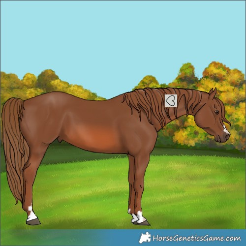 Horse Color:Chestnut 