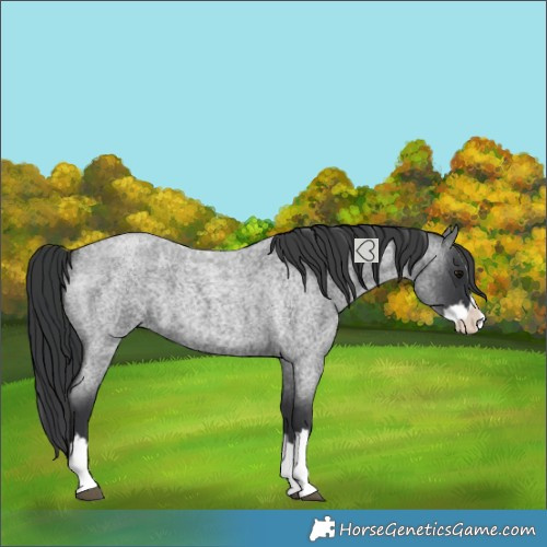 Horse Color:Blue Roan Splash 